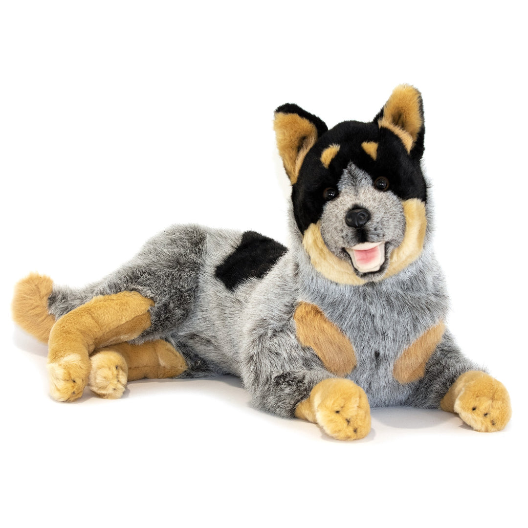 BOCCHETTA ORAZIO BLUE HEELER CATTLE DOG