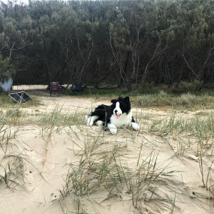 BOCCHETTA OSCAR BORDER COLLIE