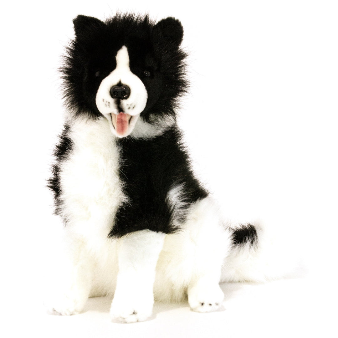 BOCCHETTA TOMMY BORDER COLLIE 