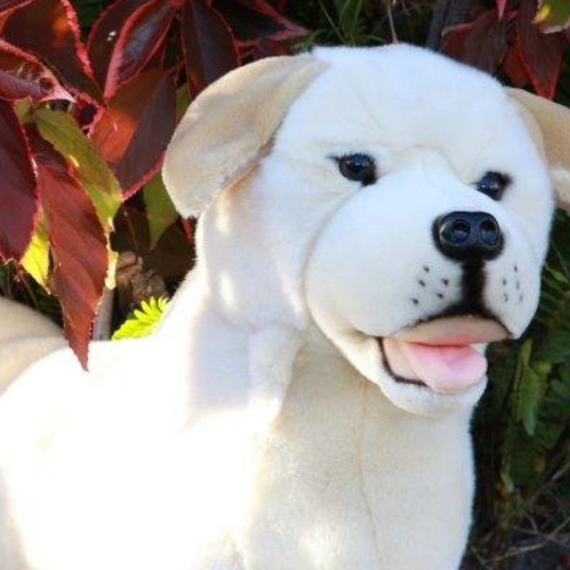 BOCCHETTA BEAU LABRADOR 