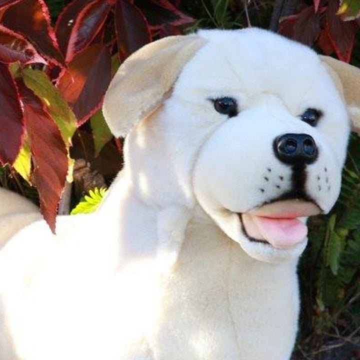 BOCCHETTA BEAU LABRADOR 