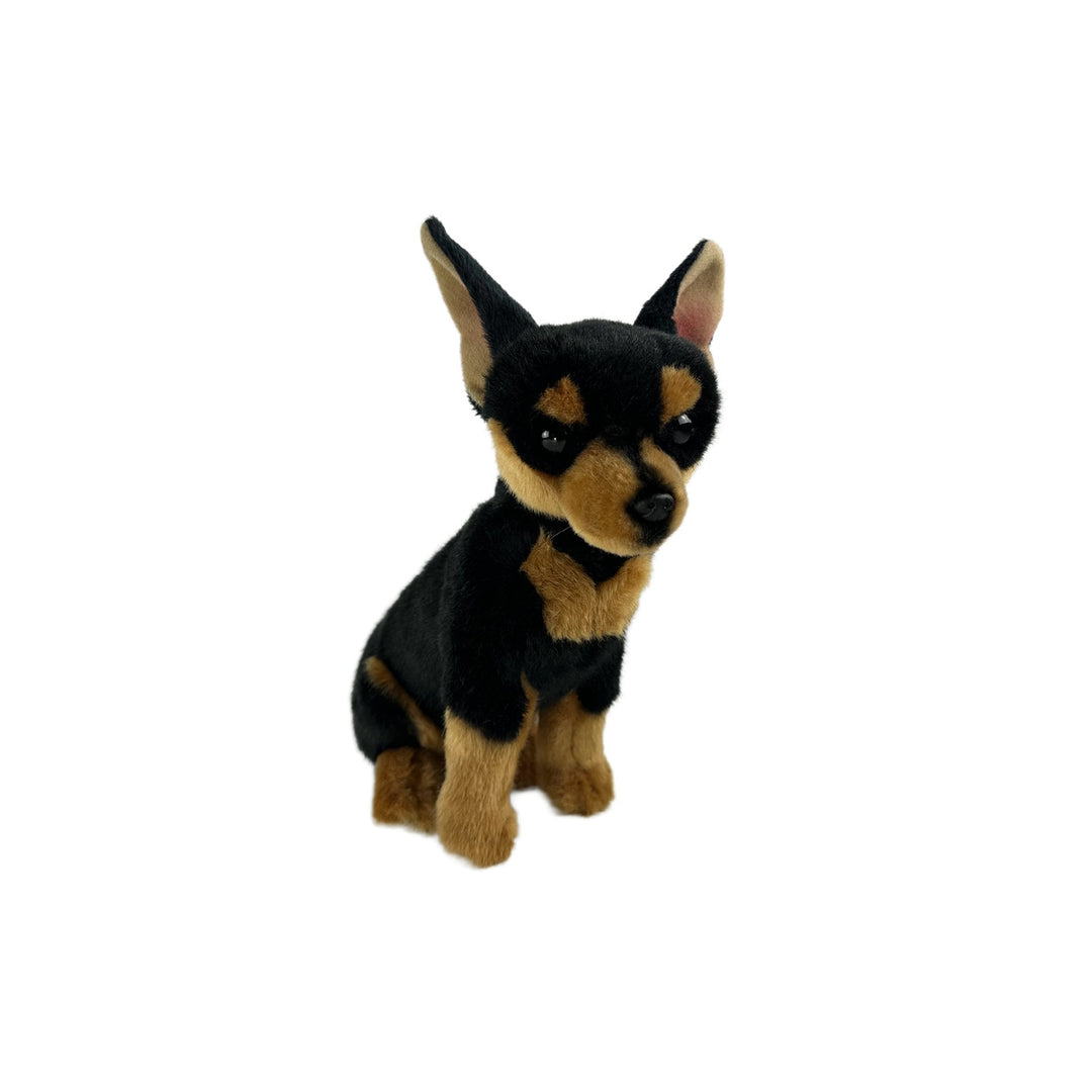 BOCCHETTA TACO CHIHUAHUA 