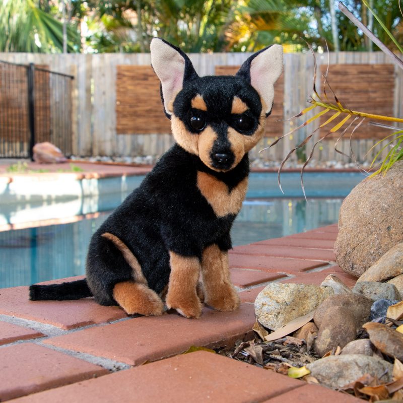 BOCCHETTA TACO CHIHUAHUA 