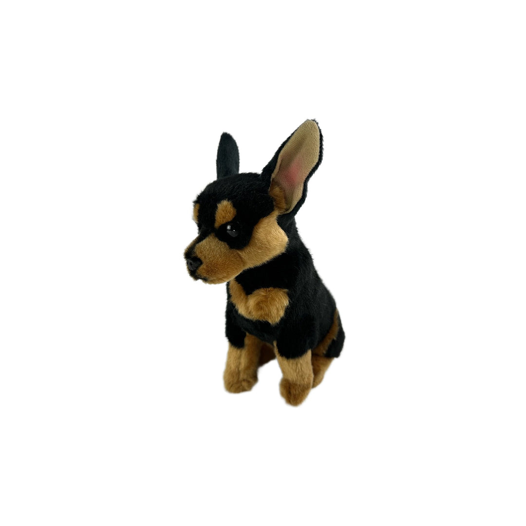 BOCCHETTA TACO CHIHUAHUA 