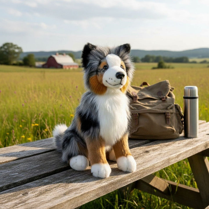 BOCCHETTA OAKLEY AUSTRALIAN SHEPHERD