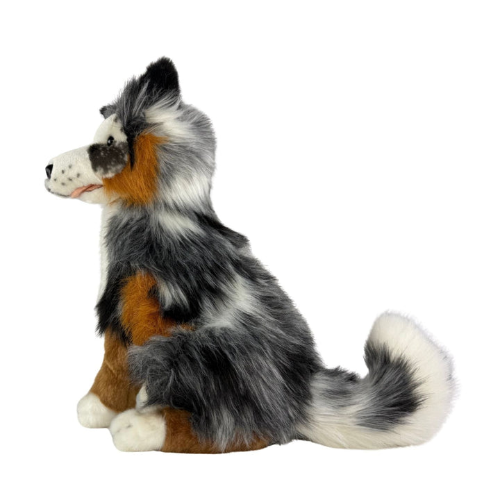 BOCCHETTA OAKLEY AUSTRALIAN SHEPHERD